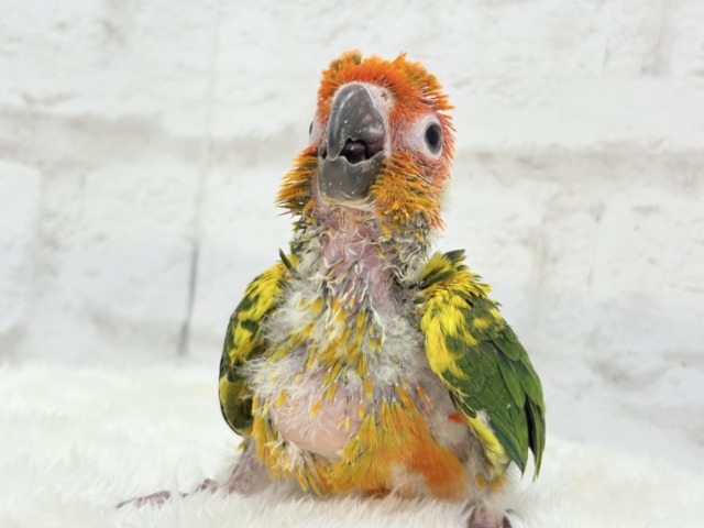 コガネメキシコインコ