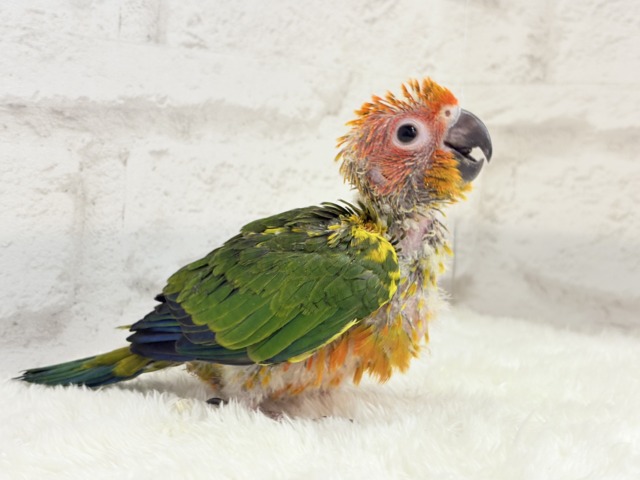 コガネメキシコインコ