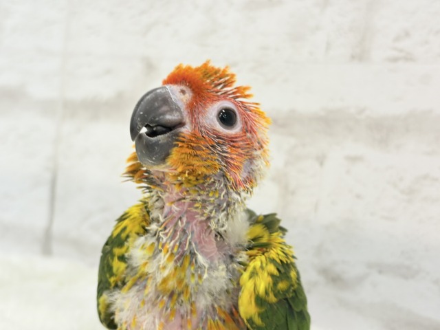 コガネメキシコインコ