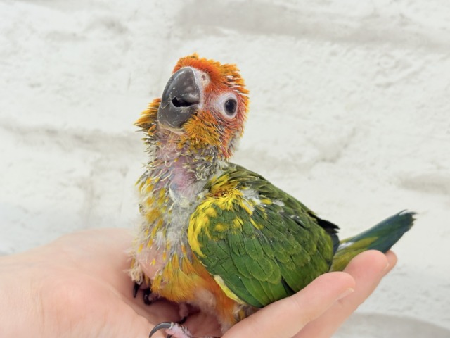コガネメキシコインコ