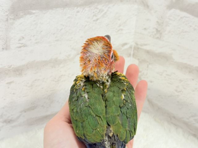 コガネメキシコインコ