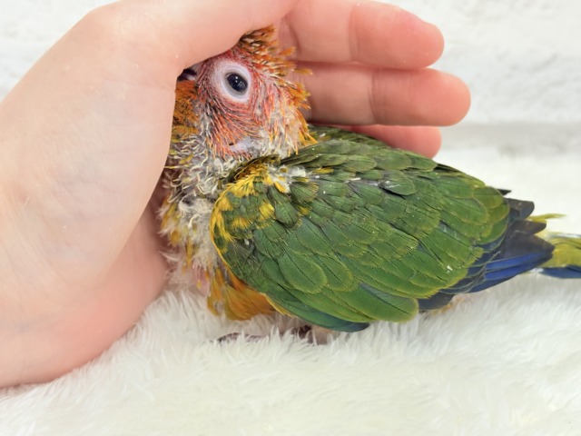 コガネメキシコインコ