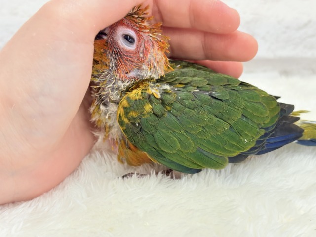 コガネメキシコインコ