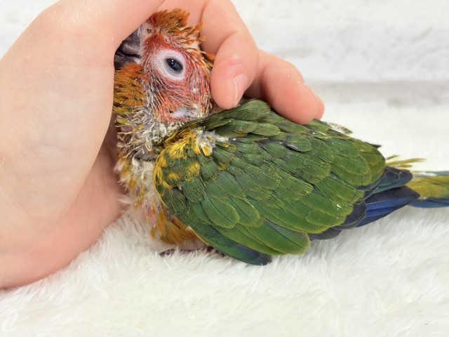 コガネメキシコインコ