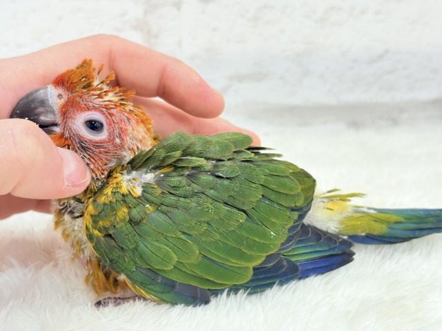 コガネメキシコインコ