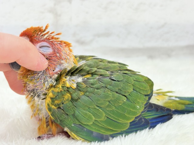 コガネメキシコインコ