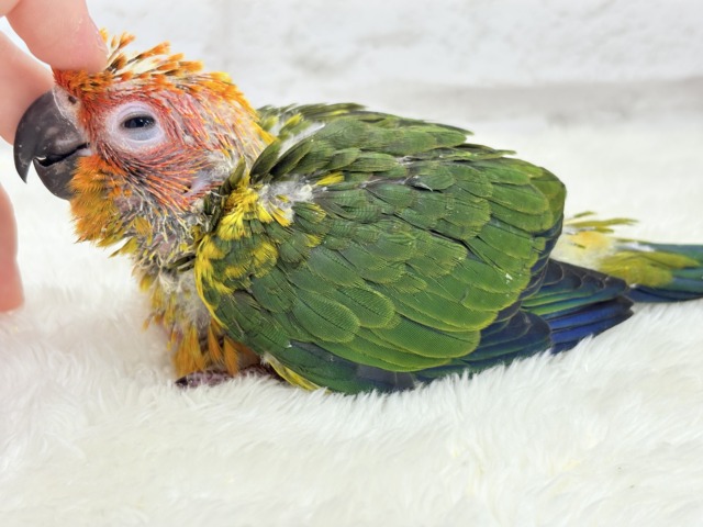 コガネメキシコインコ