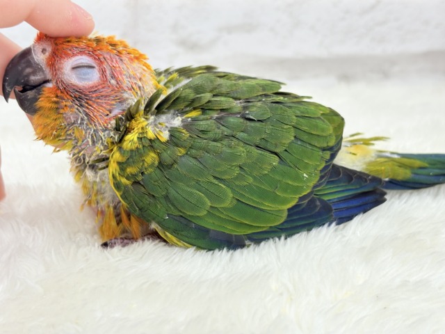 コガネメキシコインコ