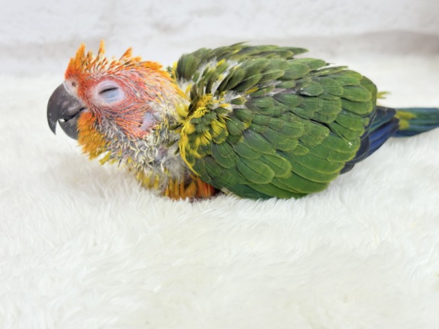 コガネメキシコインコ