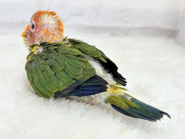 コガネメキシコインコ