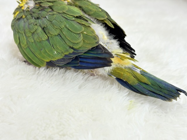コガネメキシコインコ