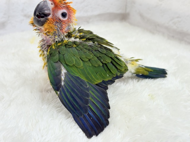 コガネメキシコインコ