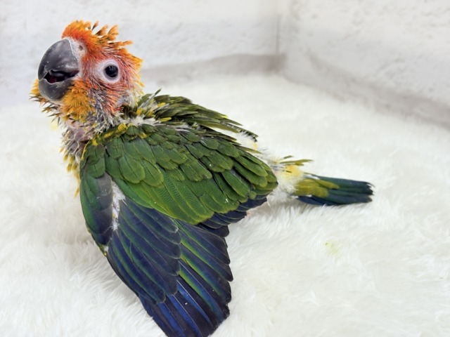 コガネメキシコインコ