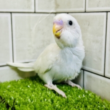 白い体にくりくりのおメメ！　セキセイインコ