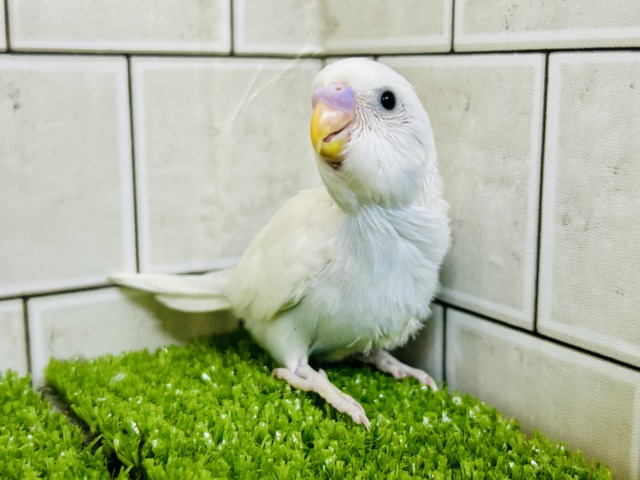 白い体にくりくりのおメメ！　セキセイインコ