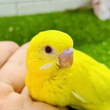 パッと桜バレ～　セキセイインコ