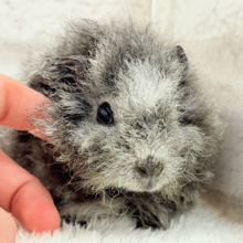 【最新画像更新🪄】ぬいぐるみみたいなもこもこちゃん🐹☁️テディモルモット(男の子)