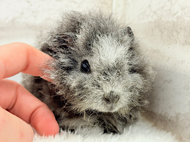 【最新画像更新🪄】ぬいぐるみみたいなもこもこちゃん🐹☁️テディモルモット(男の子)