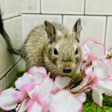 甘えん坊さんになっちゃうかも？？　デグー