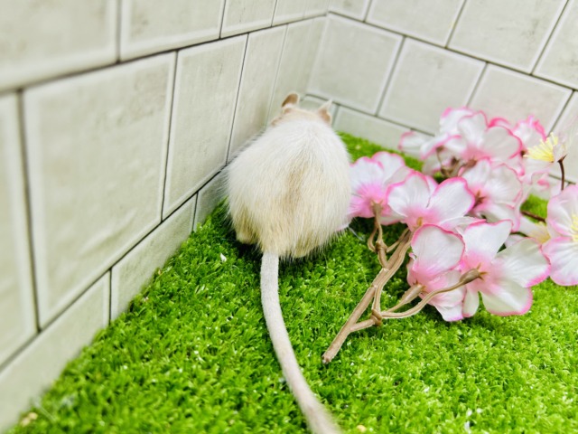 カフェオレは砂糖多めで!! デグー デグー