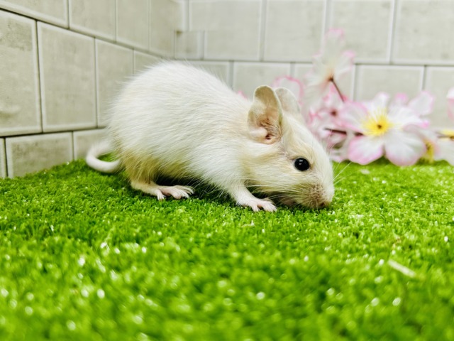 カフェオレは砂糖多めで!! デグー デグー