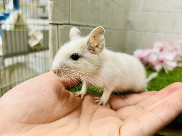 カフェオレは砂糖多めで!! デグー デグー