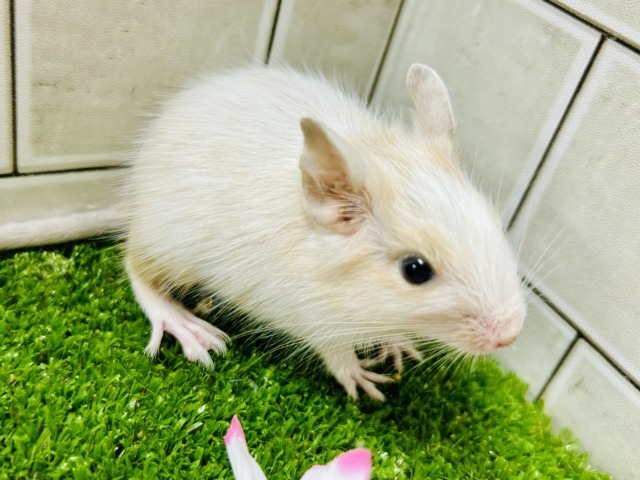 カフェオレは砂糖多めで!! デグー デグー