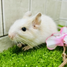 カフェオレは砂糖多めで！！　デグー