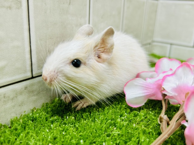 カフェオレは砂糖多めで！！　デグー