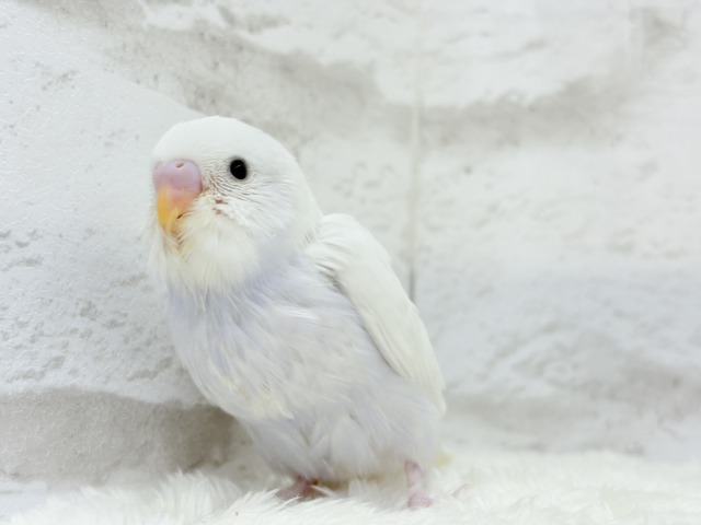 せきせいいんこ セキセイインコ(背黄青鸚哥)、鳴き声、尾羽は黄・緑・青、Budgerigar