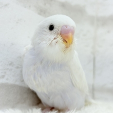 麗し🫧高嶺の存在感🐣🪻セキセイインコ ヒナ