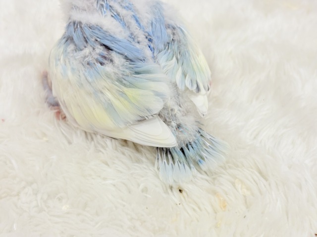 コザクラインコ（小桜インコ）