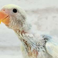 わた毛に包まれた美カラーコザっち🐣🩵コザクラインコ(ブルーオパーリンパイド) ヒナ