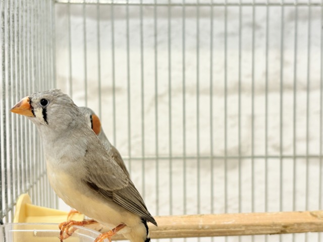 錦花鳥（キンカチョウ）