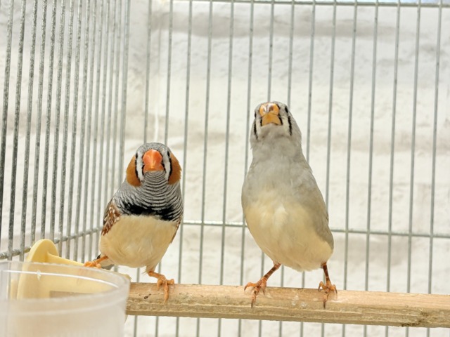 錦花鳥（キンカチョウ）