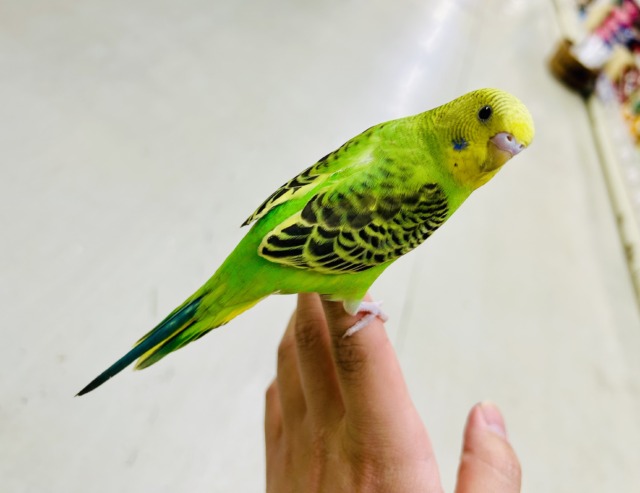 ✨最新画像✨あっぷっぷ❕🌈ᵕ̈*ナナイロ7草七変幻?!🌿🌀セキセイインコ(グリーンオパーリン/2026年1月生まれ) セキセイインコ