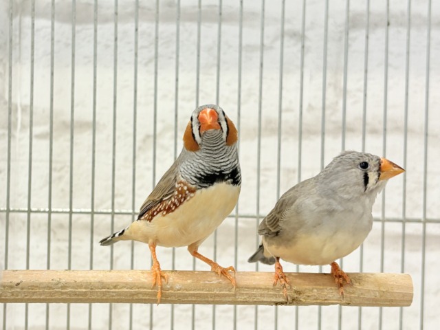錦花鳥（キンカチョウ）