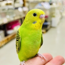 ✨最新画像✨あっぷっぷ❕🌈ᵕ̈*ナナイロ７草七変幻？！🌿‬🌀セキセイインコ(グリーンオパーリン/2026年1月生まれ)