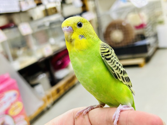 ✨最新画像✨あっぷっぷ❕🌈ᵕ̈*ナナイロ7草七変幻?!🌿🌀セキセイインコ(グリーンオパーリン/2026年1月生まれ) セキセイインコ