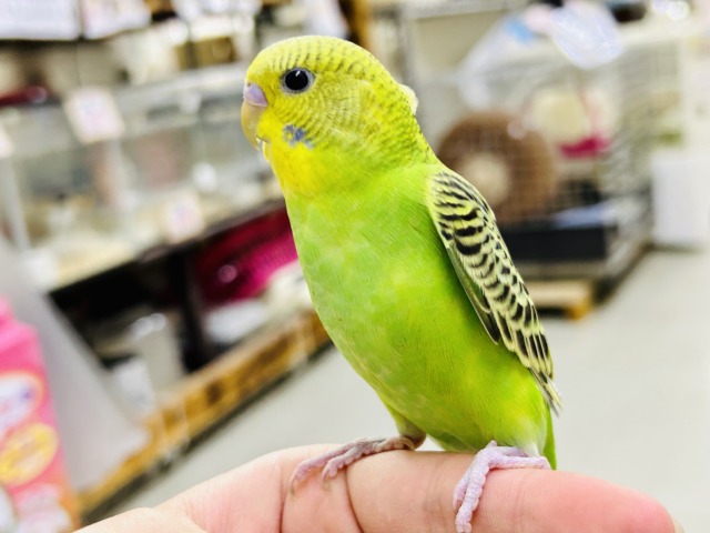 ✨最新画像✨あっぷっぷ❕🌈ᵕ̈*ナナイロ7草七変幻?!🌿🌀セキセイインコ(グリーンオパーリン/2026年1月生まれ) セキセイインコ