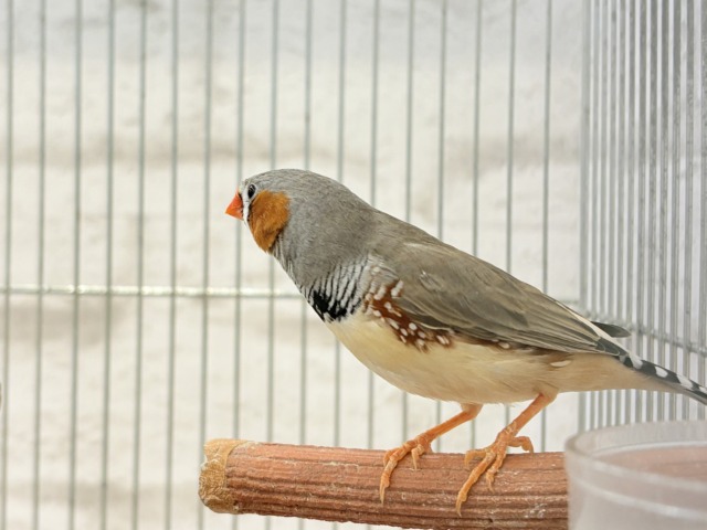 錦花鳥（キンカチョウ）