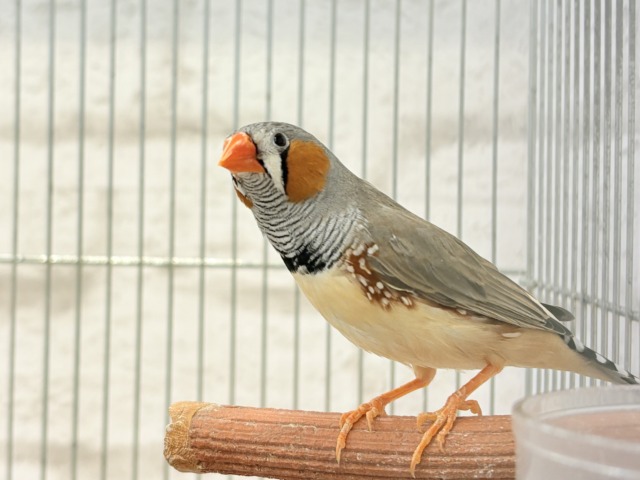 錦花鳥（キンカチョウ）
