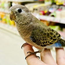 【最新画像更新☆☆】ムッチムチ！　だ・け・ど♪♪　アキクサインコ