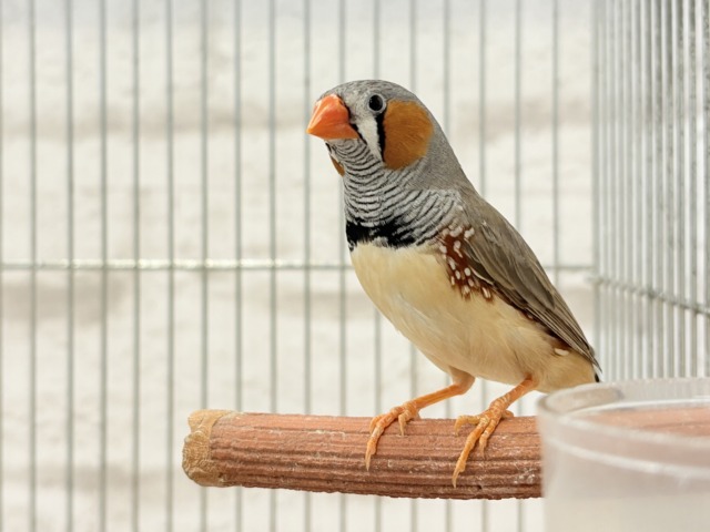 錦花鳥（キンカチョウ）