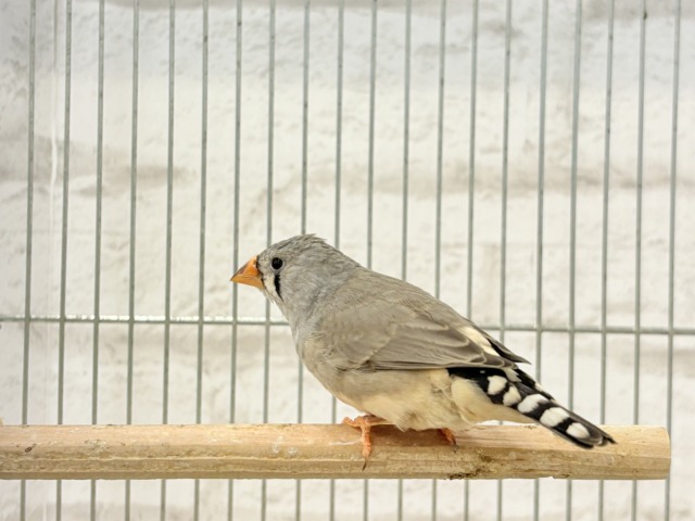 錦花鳥（キンカチョウ）