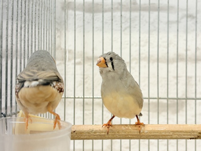 錦花鳥（キンカチョウ）