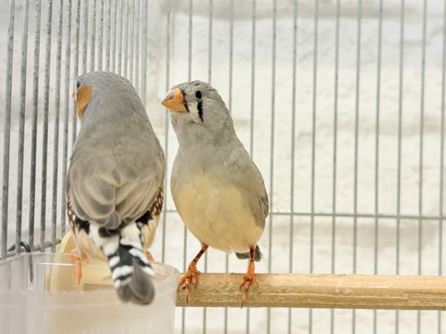 錦花鳥（キンカチョウ）