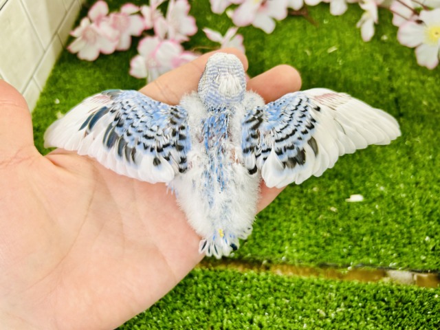 最新画像更新】ナンバーワンよりもオンリーワン！ セキセイインコ