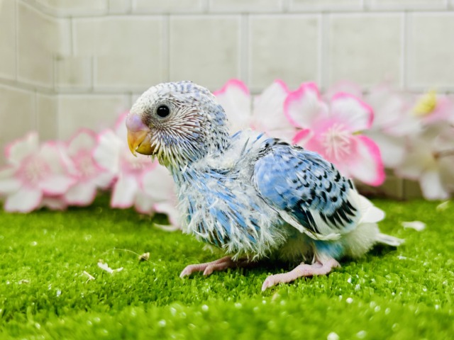 せきせいいんこ IN-2849 ビセイインコ・オーストラリアンブルー若♂ | キットウココ