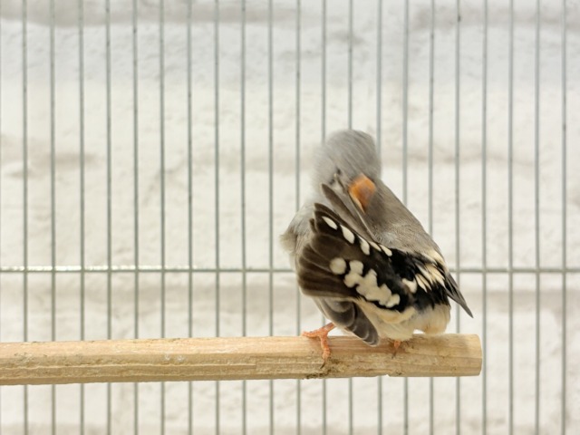 錦花鳥（キンカチョウ）